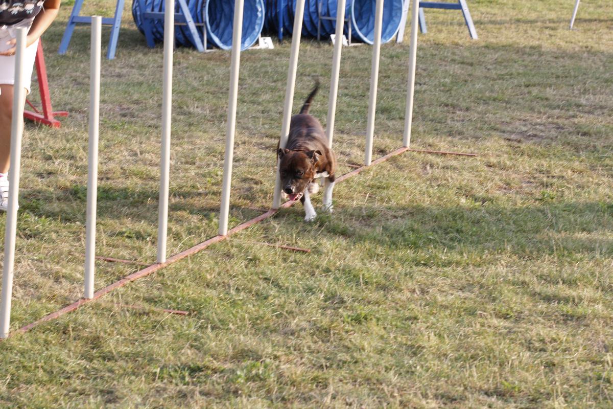 slalom 1.jpg